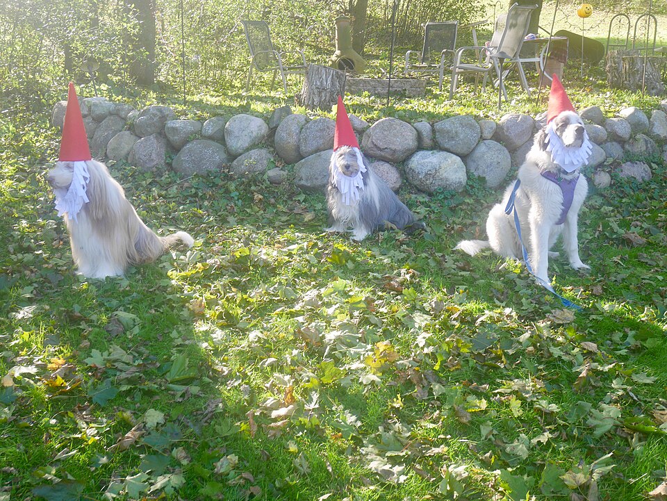 Three dogs in red gnome hats and white cotton-wool beards sitting in front of a stone wall