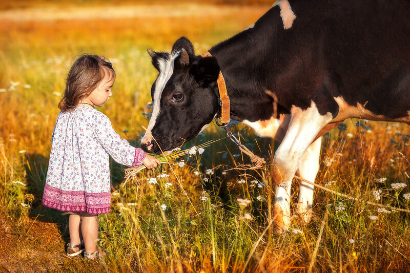 A young girl feeding a cow by hand in a wildflower field at Eastleigh Farm's Cow Safari in Framingham, MA