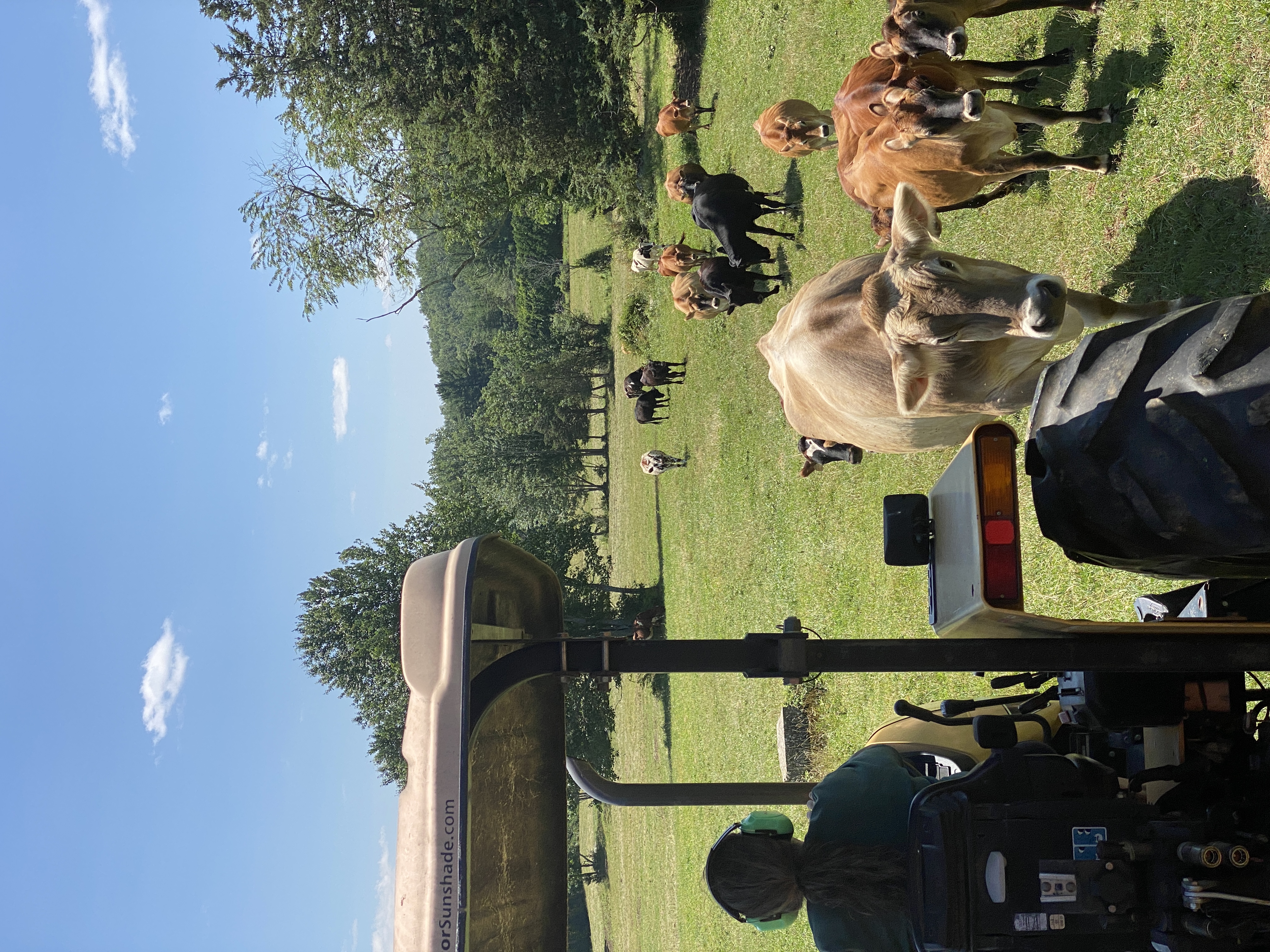 Curious cows coming right up to the wagon on the Cow Safari at Eastleigh Farm in Framingham
