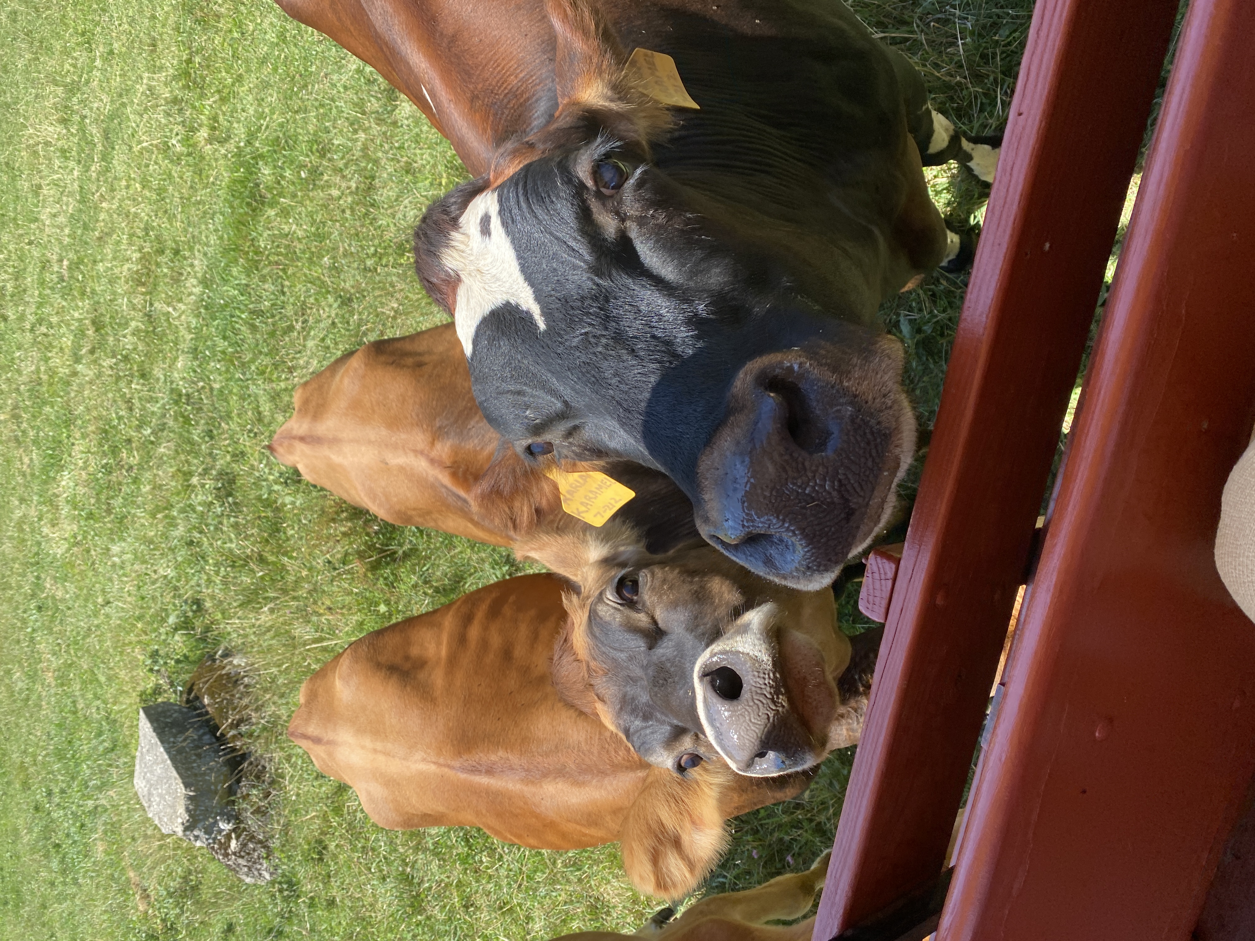 A toddler's hand petting a gentle Jersey cow's nose from the safari wagon at Eastleigh Farm