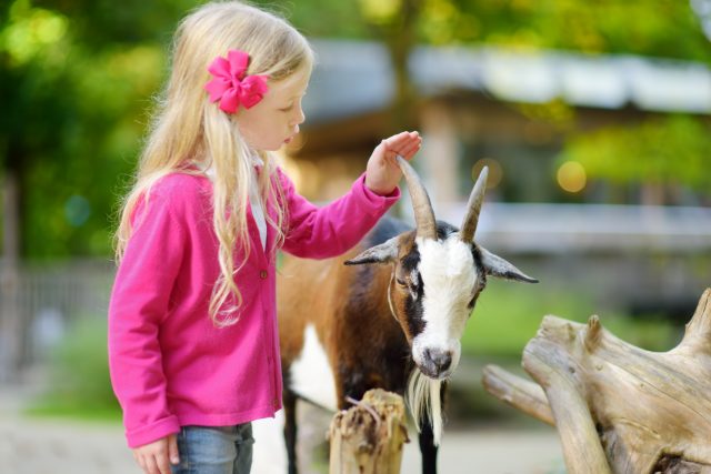 Young girl petting a goat at a family farm near Boston