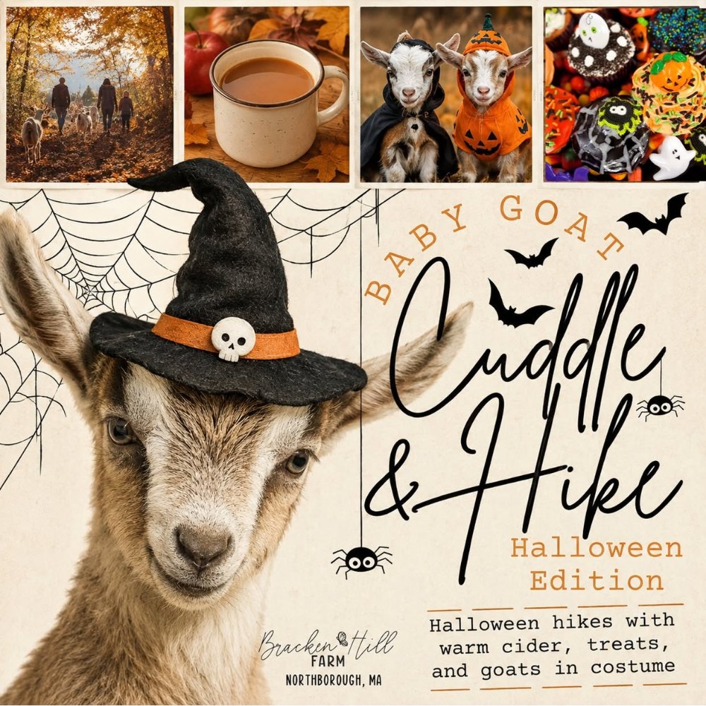 Bracken Hill Farm Baby Goat Cuddle and Hike, Halloween Edition poster: a baby goat in a witch hat, Northborough, MA