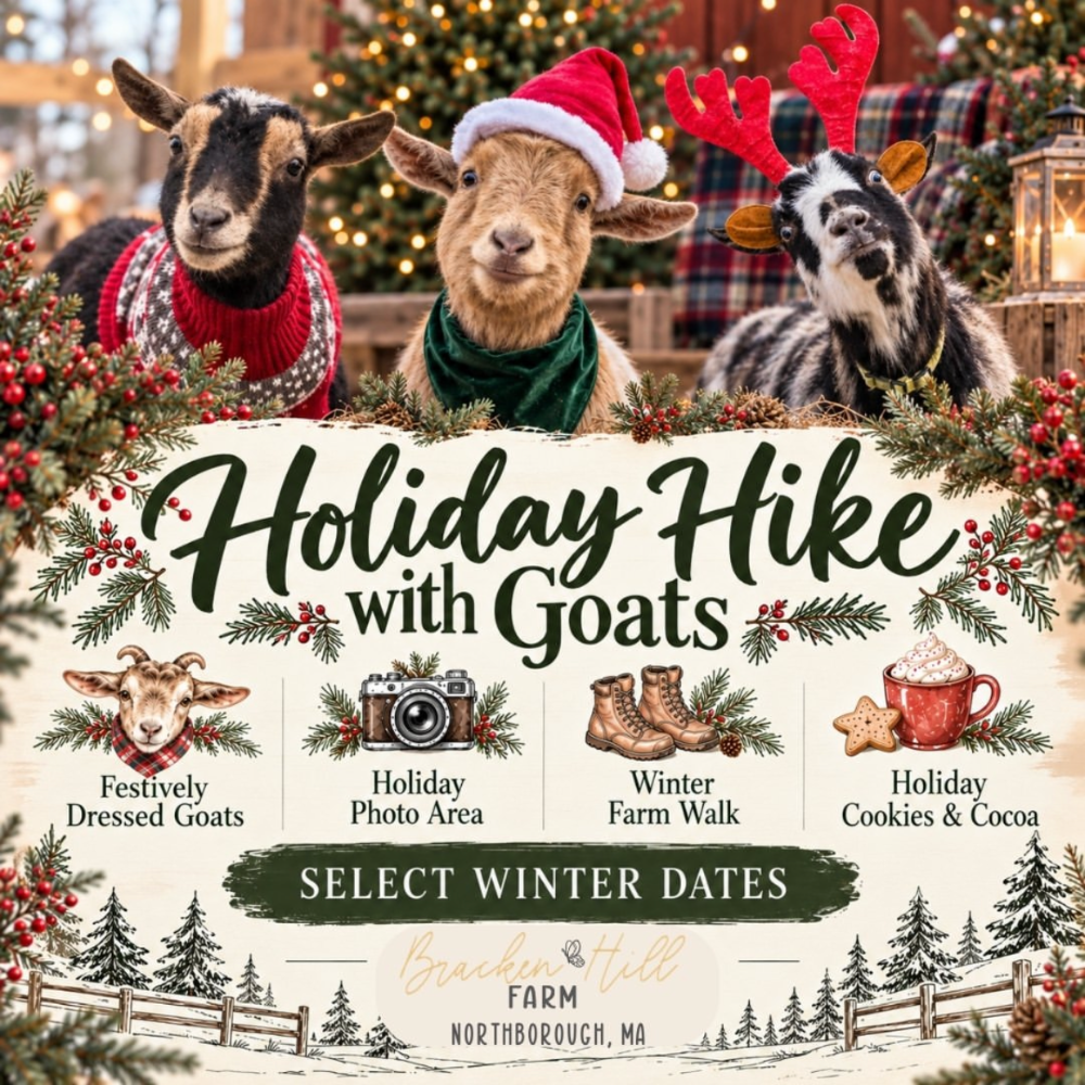 Bracken Hill Farm Holiday Hike with Goats poster: goats in holiday costumes, Northborough, MA